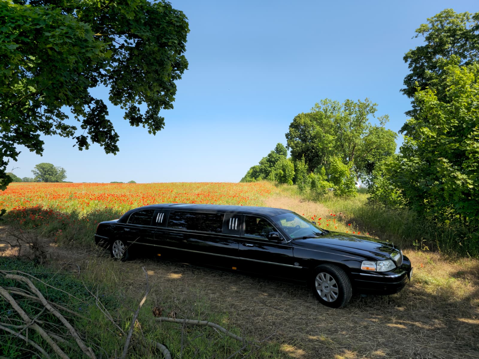 Limo Bild 16